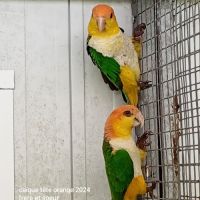 Caiques à tête orange, cuisses jaunes 2024 #2