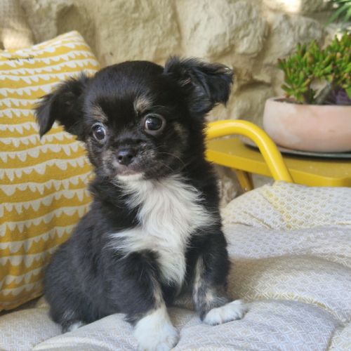 Superbe petit mâle chihuahua dept 86 #5