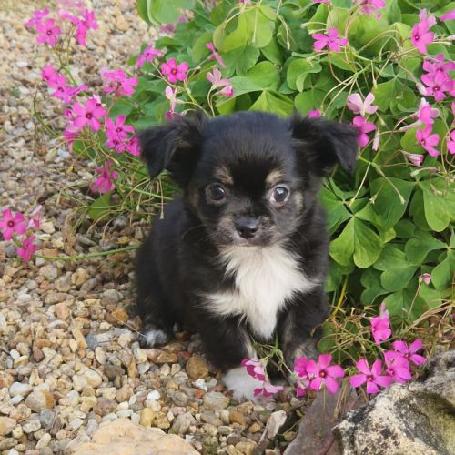 Superbe petit mâle chihuahua dept 86 #6