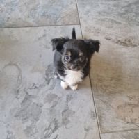 Superbe petit mâle chihuahua dept 86 #4