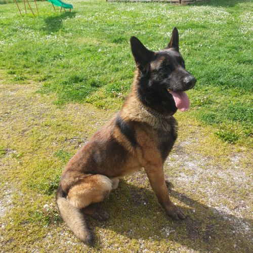 7 magnifiques chiots berger belge malinois lof. #1