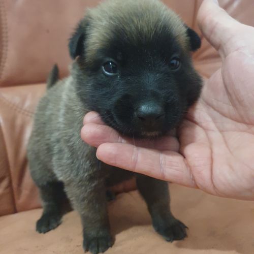 7 magnifiques chiots berger belge malinois lof. #3