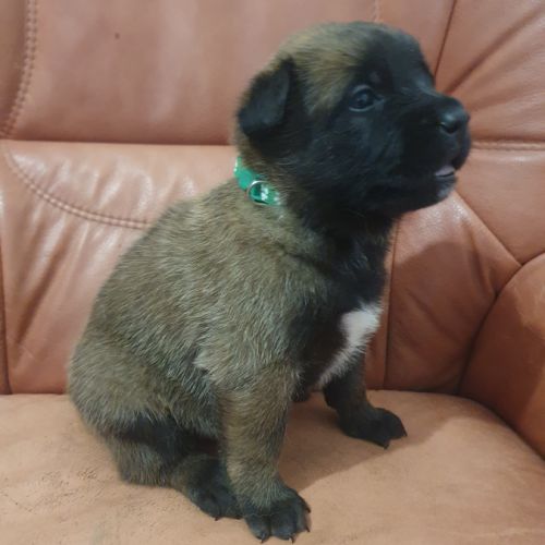 7 magnifiques chiots berger belge malinois lof. #4