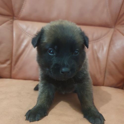 7 magnifiques chiots berger belge malinois lof. #8