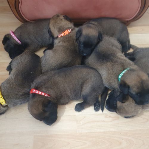 7 magnifiques chiots berger belge malinois lof.
