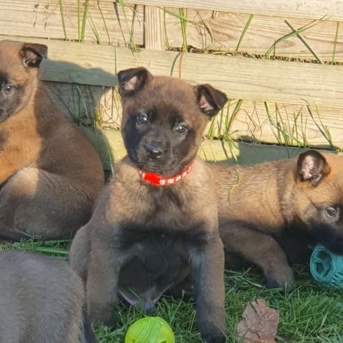 7 magnifiques chiots berger belge malinois lof. #3