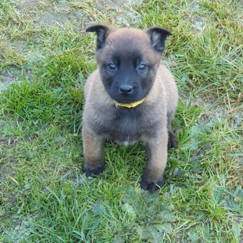 7 magnifiques chiots berger belge malinois lof. #5