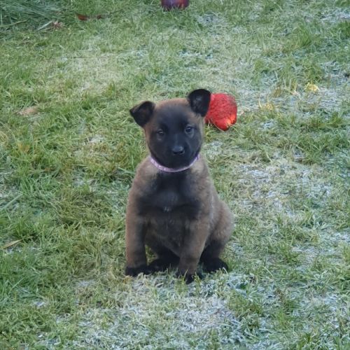 7 magnifiques chiots berger belge malinois lof. #7