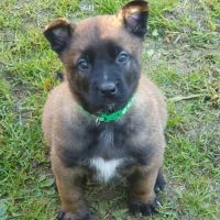 7 magnifiques chiots berger belge malinois lof.