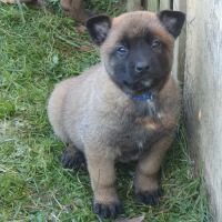 7 magnifiques chiots berger belge malinois lof. #2