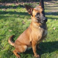 7 magnifiques chiots berger belge malinois lof. #2