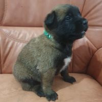 7 magnifiques chiots berger belge malinois lof. #4