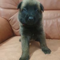 7 magnifiques chiots berger belge malinois lof. #5