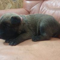 7 magnifiques chiots berger belge malinois lof. #6