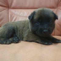 7 magnifiques chiots berger belge malinois lof. #7