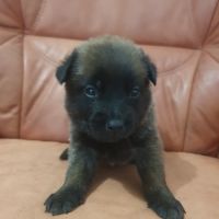 7 magnifiques chiots berger belge malinois lof. #8