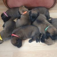 7 magnifiques chiots berger belge malinois lof.