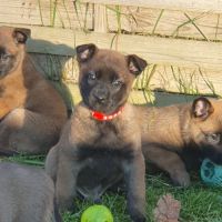 7 magnifiques chiots berger belge malinois lof. #3