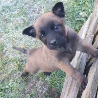 7 magnifiques chiots berger belge malinois lof. #4