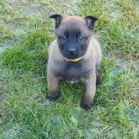 7 magnifiques chiots berger belge malinois lof. #5