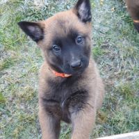7 magnifiques chiots berger belge malinois lof. #6