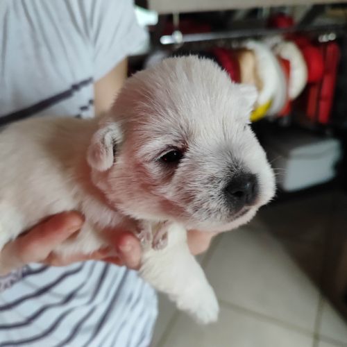 Type chiots westie à adopter #1