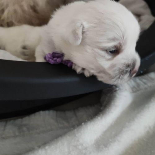 Type chiots westie à adopter #2