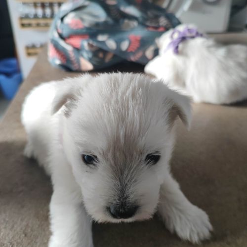 Type chiots westie à adopter #4