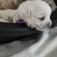 Type chiots westie à adopter #2