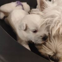 Type chiots westie à adopter #3