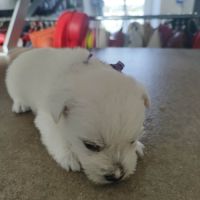 Type chiots westie à adopter #5