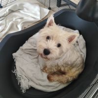 Type chiots westie à adopter #6