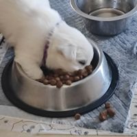 Type chiots westie à adopter