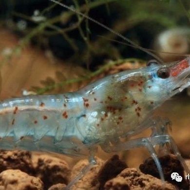 Crevette malawa mini japonica