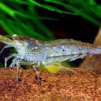 Crevette malawa mini japonica #1