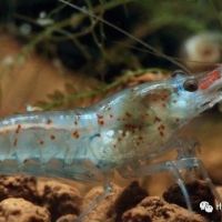 Crevette malawa mini japonica #0