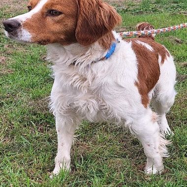 Chien kid à l adoption