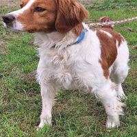 Chien kid à l adoption