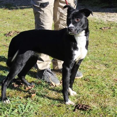 Chien yoda à l adoption