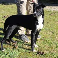 Chien yoda à l adoption