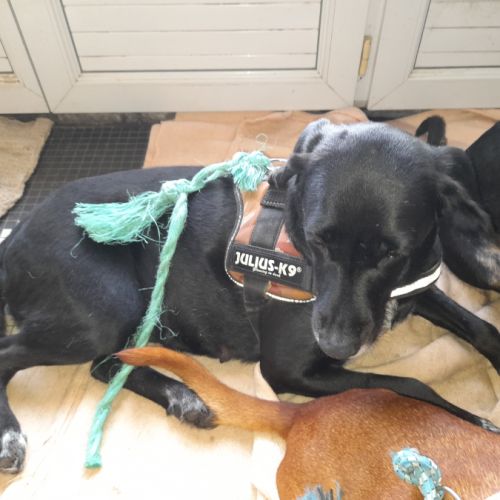 Nala chienne réunion #1