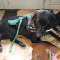 Nala chienne réunion #2