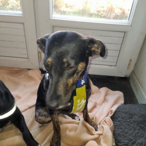 Léa chienne réunion #2