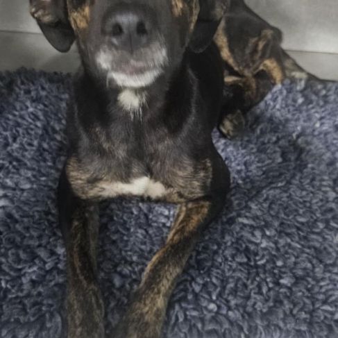 Léa chienne réunion