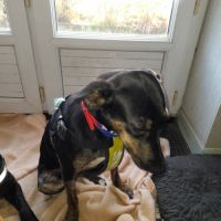 Léa chienne réunion #1