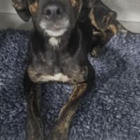 Léa chienne réunion #0