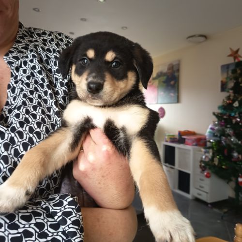 Femelles beauceron croisées berger australien