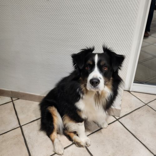 A adopter rao 4 ans #0