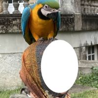 Ararauna de 5 mois parfaitement apprivoisé #1