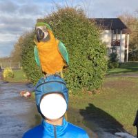 Ararauna de 5 mois parfaitement apprivoisé